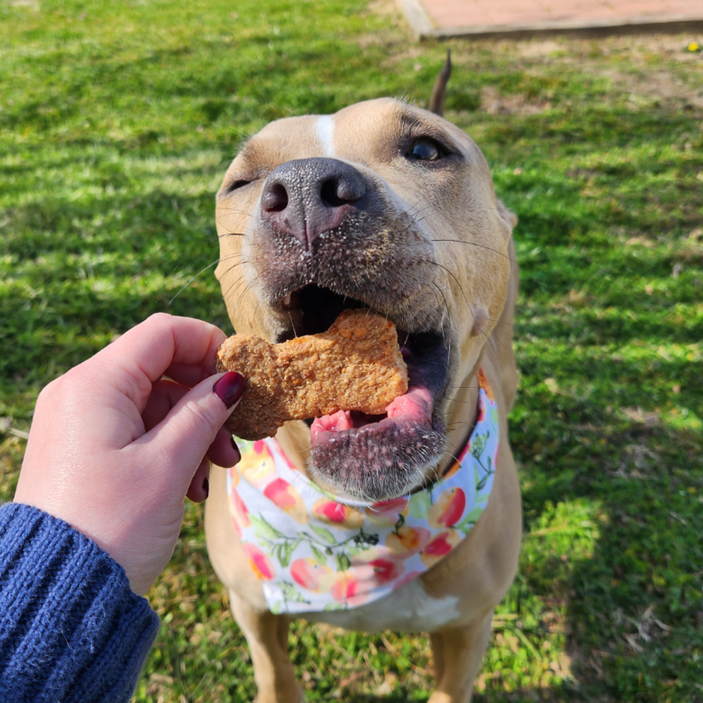Charlie's Treats Bakery Cheddar Bones Dog Treats