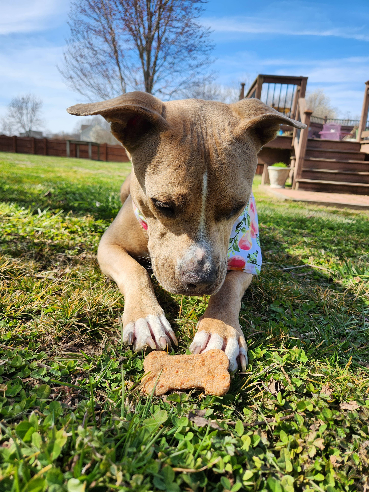 Charlie's Treats Bakery Cheddar Bones Dog Treats