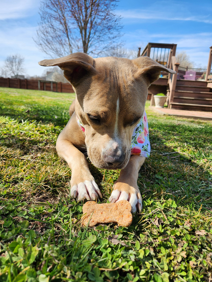 Charlie's Treats Bakery Cheddar Bones Dog Treats