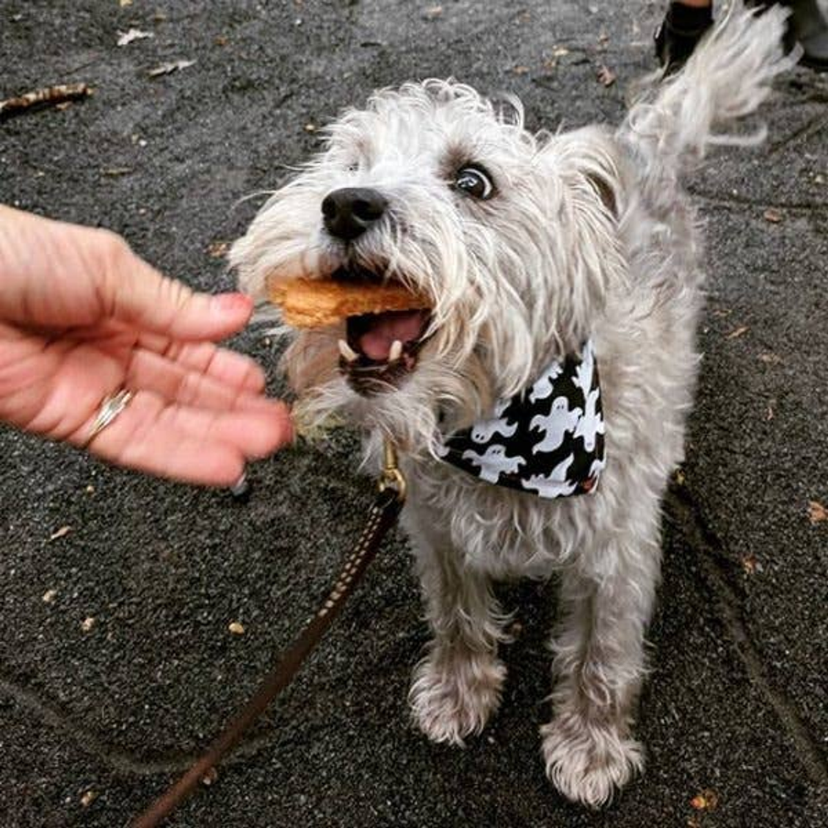 Charlie's Treats Bakery Cheddar Bones Dog Treats