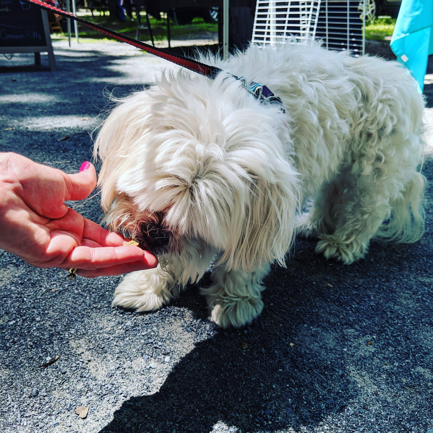 Charlie's Treats Bakery Salmon Snacks Pet Treats