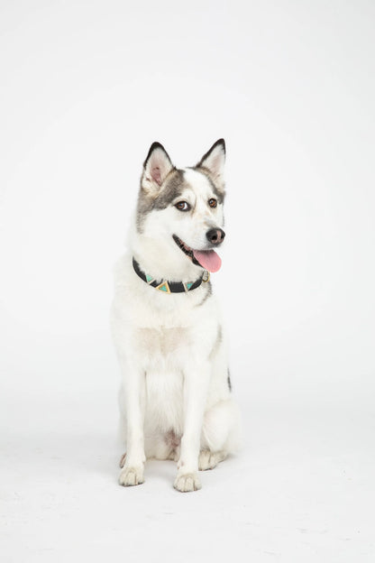 Midnight Black Cork Leather Collar