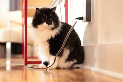 PetCords Cord Protector for Pets
