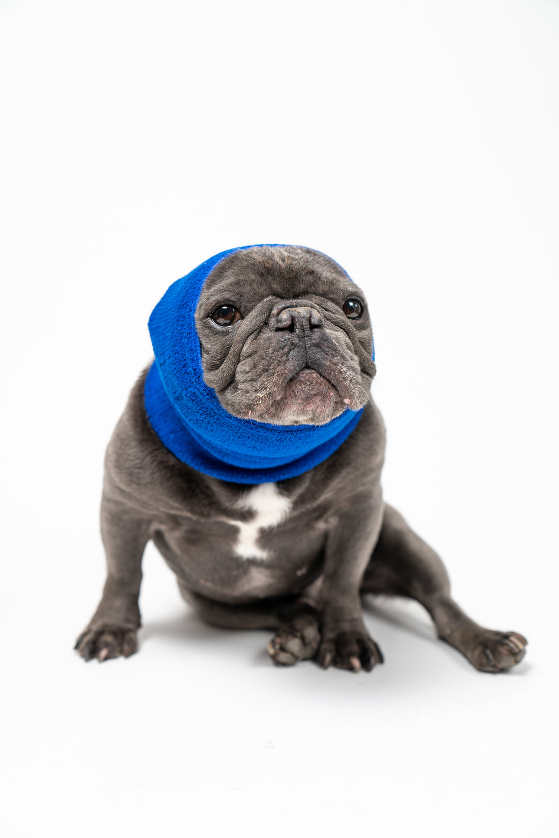 Pet Hoodz Calming Dog Hood