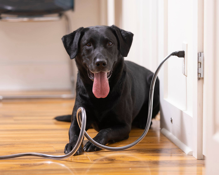 PetCords Heavy Duty 8ft Cord Protector
