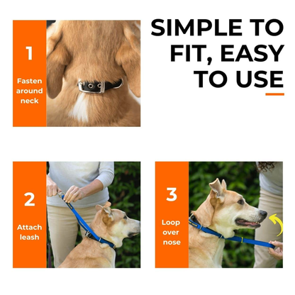 Canny Carabiners for Dog Head Collar, Pack of 2