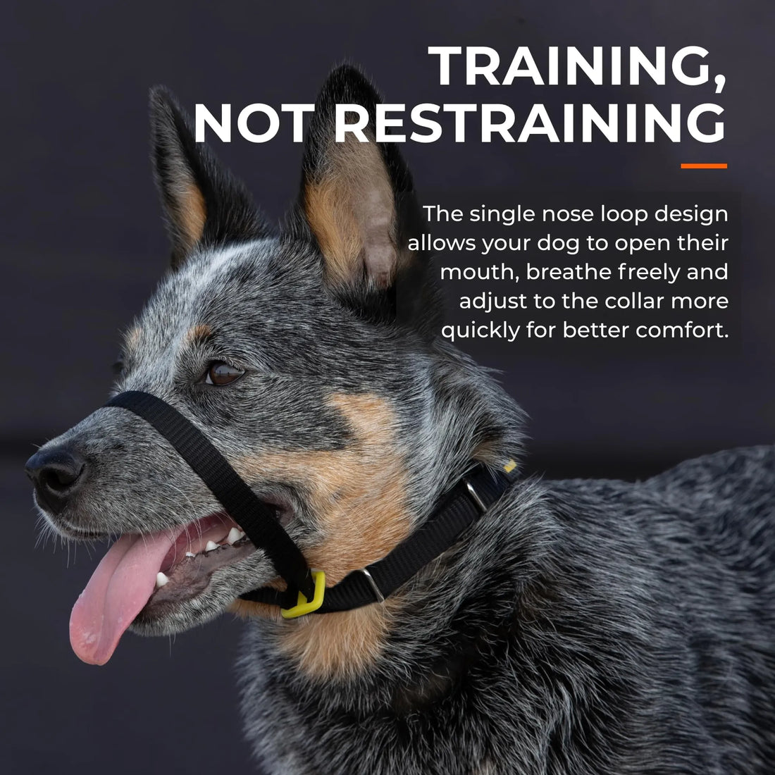 Canny Collar No-Pull Dog Head Collar Gentle & Humane Leash Training Aid