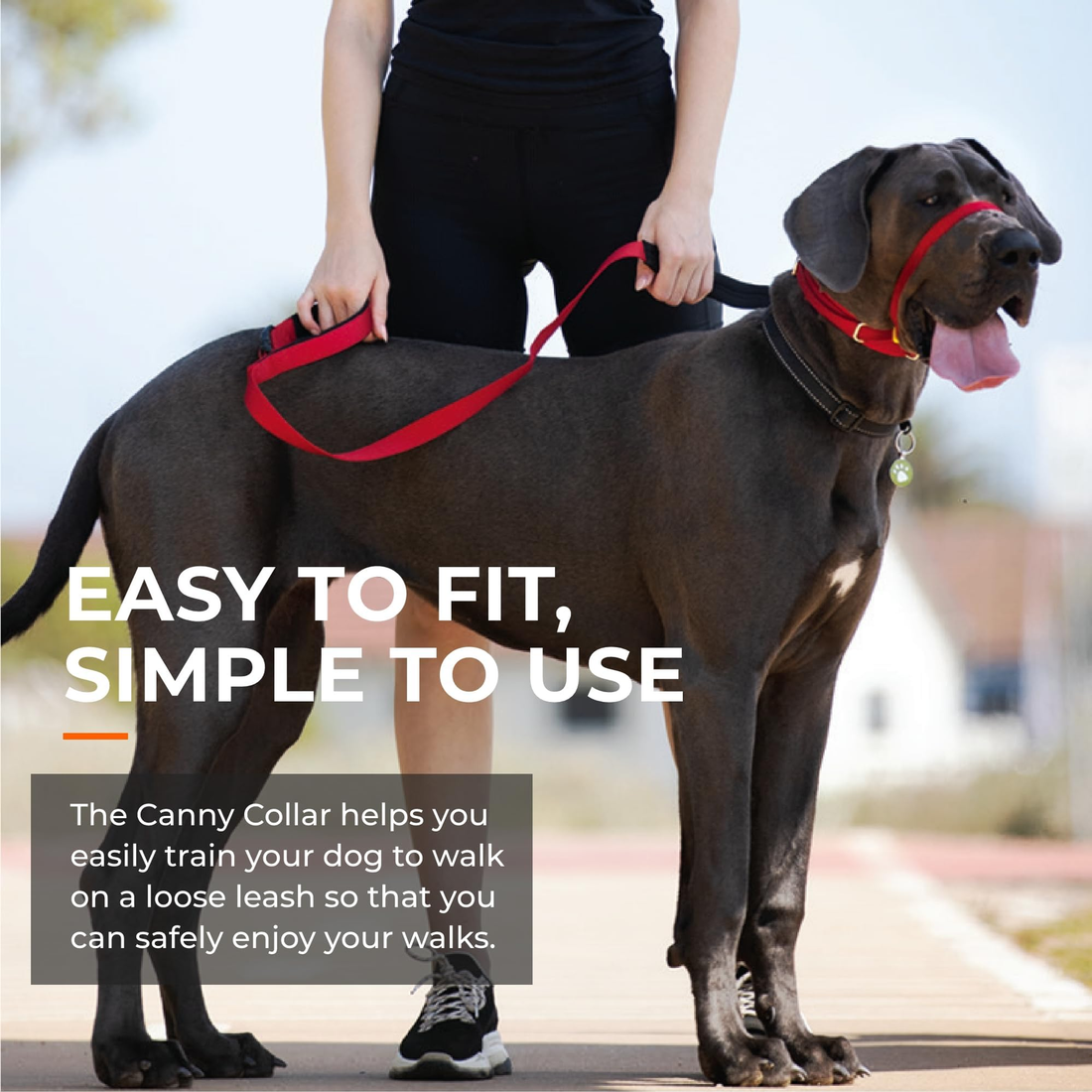 Canny Colossus No-Pull Dog Head Collar for Large Breeds