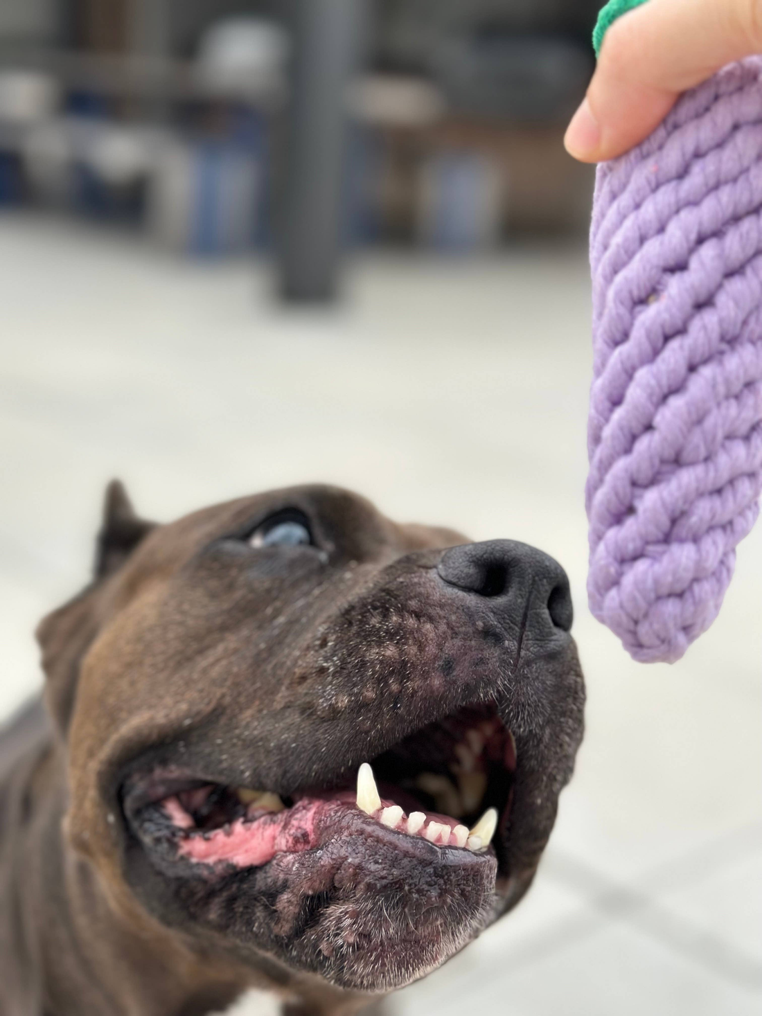 Handmade Sustainable Eggplant Rope Chew Toy for Puppies