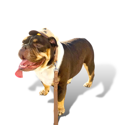 Brown Dog Collar