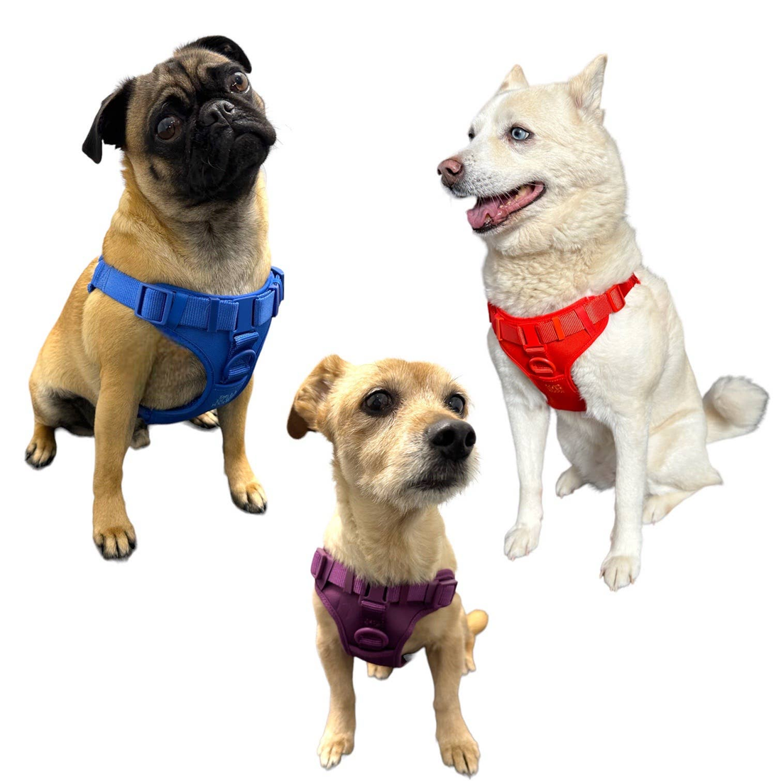 Come Here Buddy Step-In Dog Harness