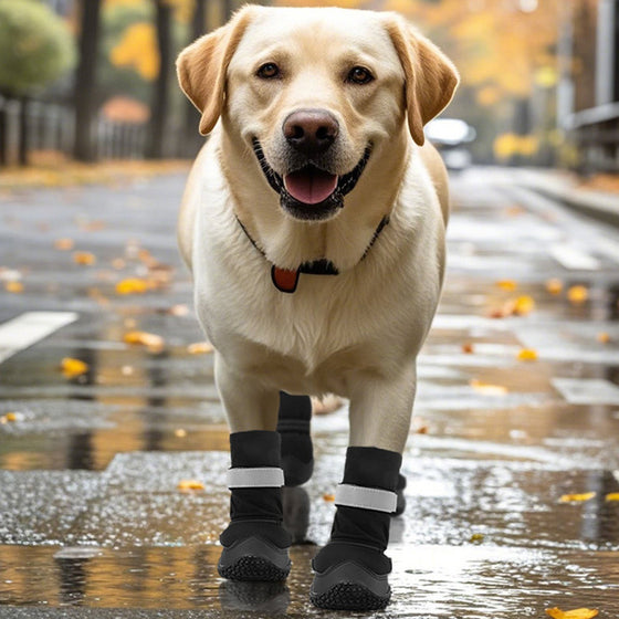 Labrador walking on a wet street in black reflective dog shoes