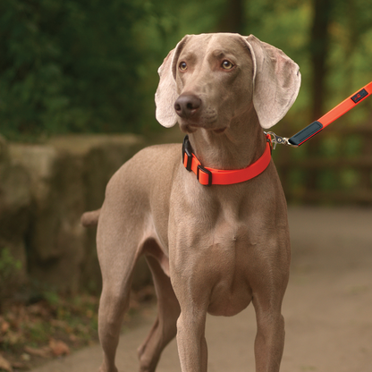 Ultrahund Boss Regular Dog Leash - 6 ft