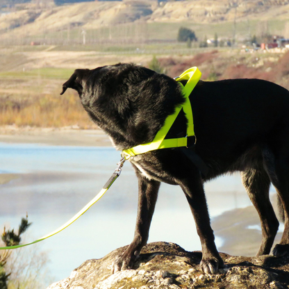Ultrahund Freedom No-Pull Dog Harness