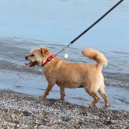 Ultrahund Boss Regular Dog Leash - 6 ft