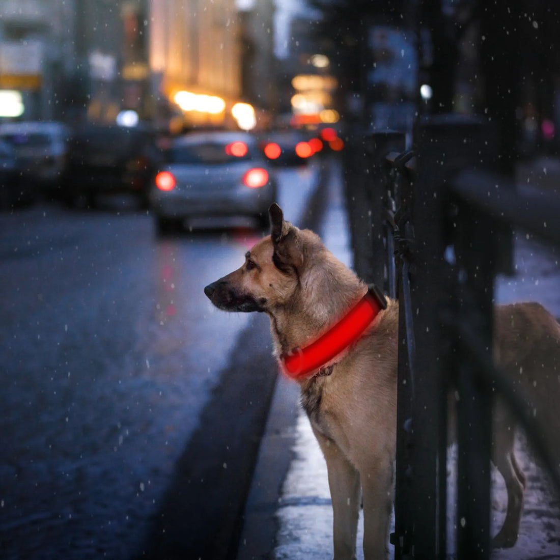 LED Dog Collar