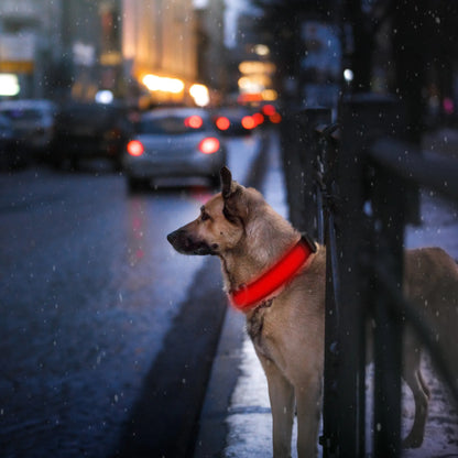 LED Dog Collar