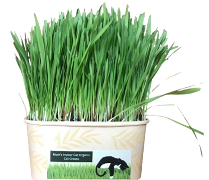 Cat Grass Bowl