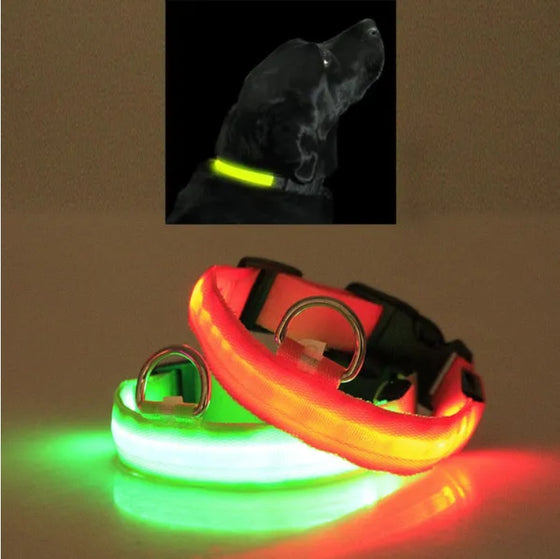 Orange and green LED collars glowing, with a dog wearing a green collar
