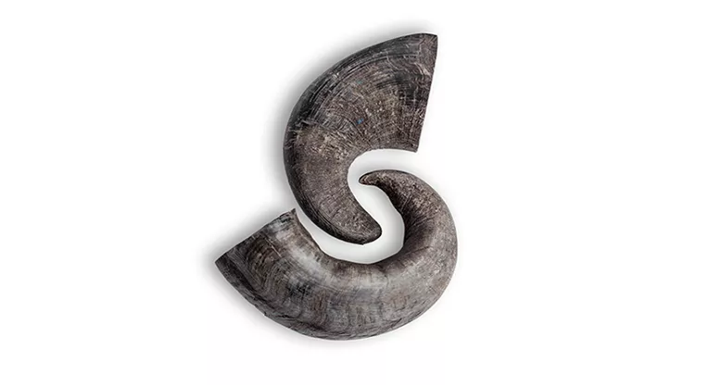 Water Buffalo Horn Dog Chews - 2 Count