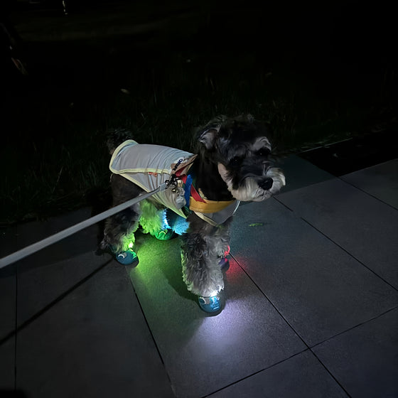 Dog walking at night with green and blue light-up shoes