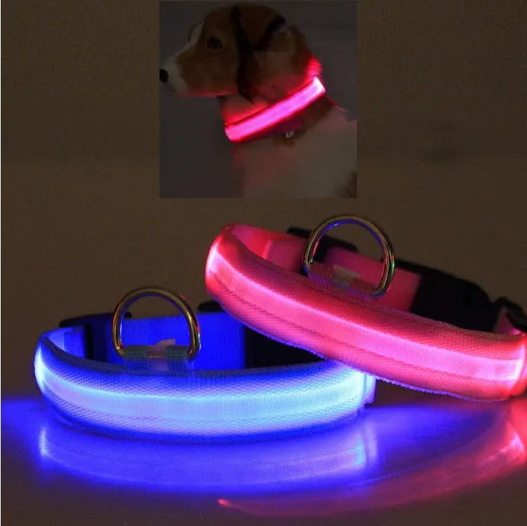Blue and hot pink LED collars glowing, with a dog wearing a pink collar