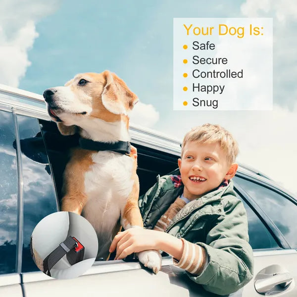 Dog in a car clipped to the seat belt leash, child in the back