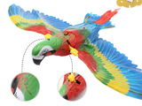 Soaring Eagle cat teaser, cat playing with toy