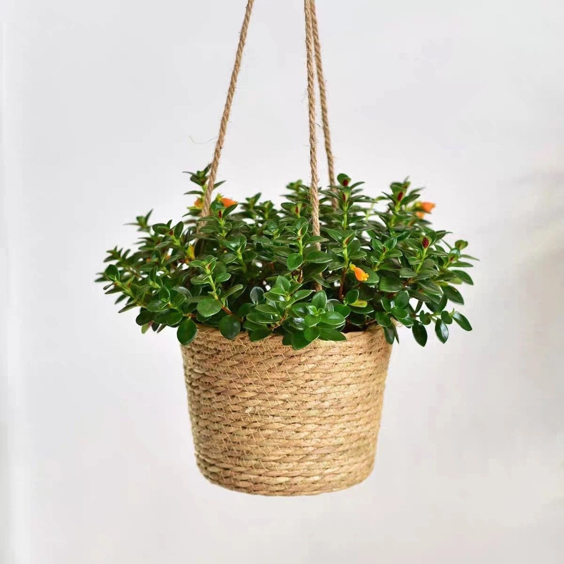 Hand-woven natural vine hanging planter basket with green plants, photo 2