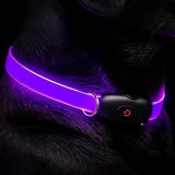 LED Dog Collar