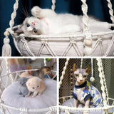 Cat lounging inside the hanging rope hammock