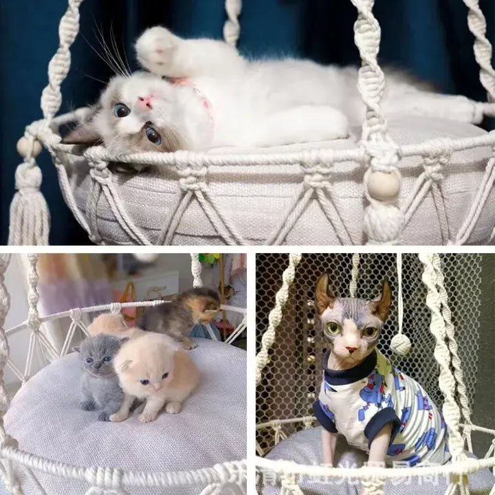 Cat lounging inside the hanging rope hammock