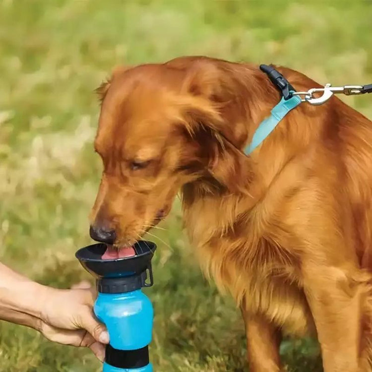 500ml portable pet water bottle in Blue