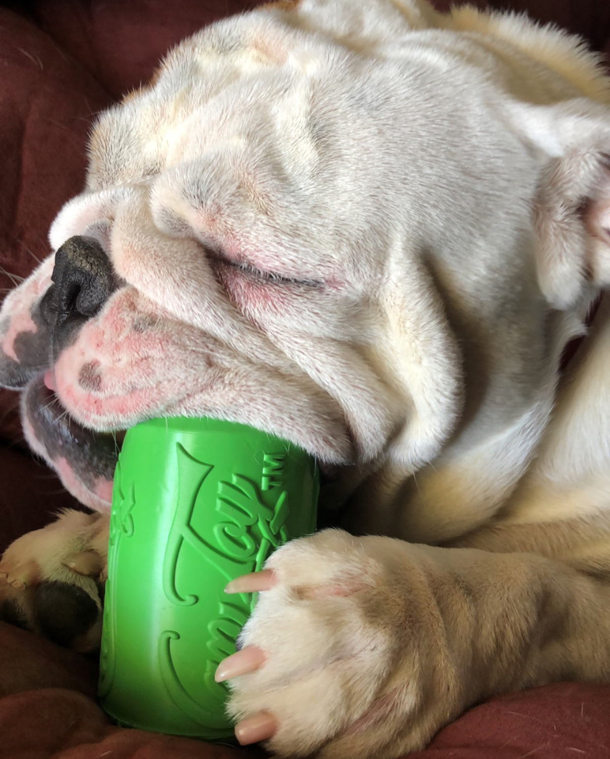 SodaPup Can Toy Rubber Chew Toy and Treat Dispenser