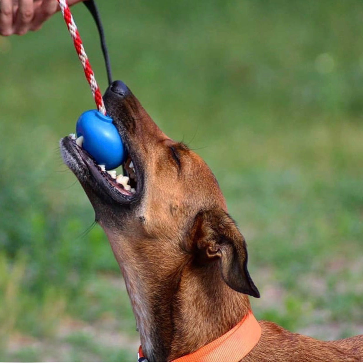 USA-K9 Cherry Bomb Durable Rubber Dog Chew Toy & Treat Dispenser