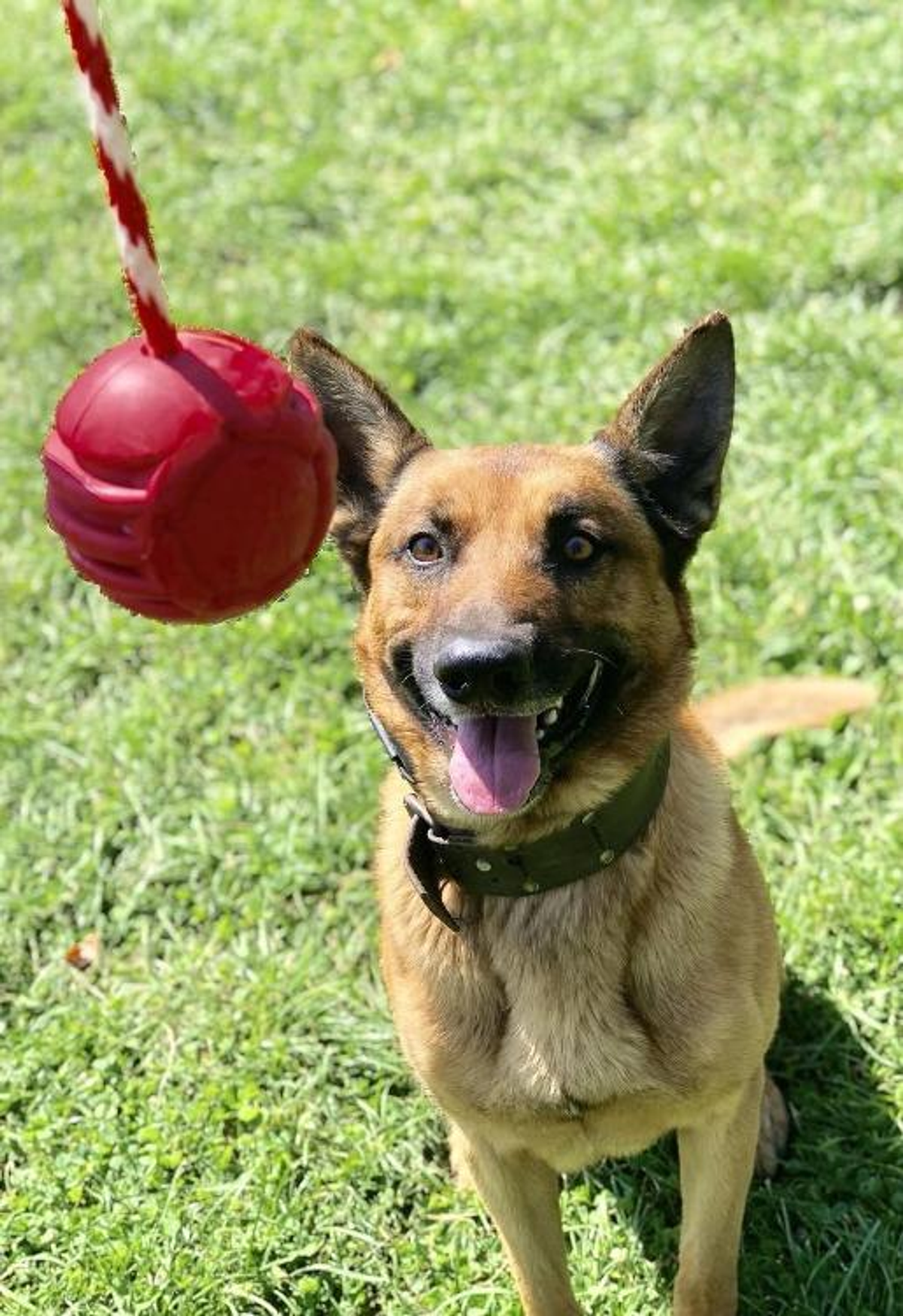 USA-K9 Stars and Stripes Ultra-Durable Rubber Dog Chew Ball