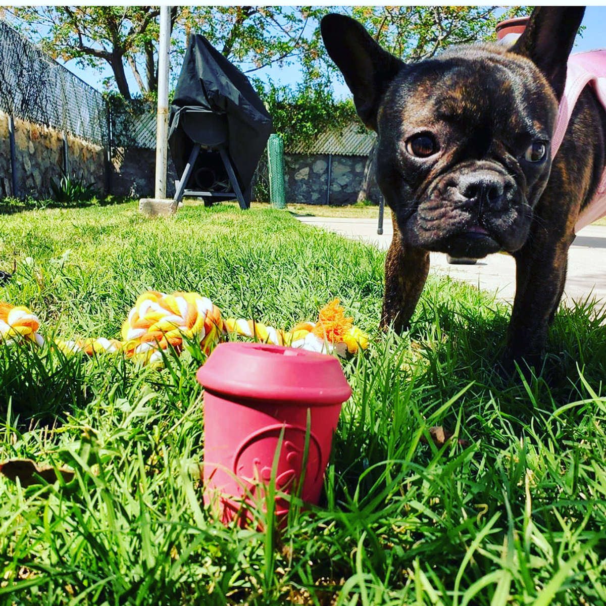 Coffee Cup Durable Rubber Dog Chew Toy & Treat Dispenser