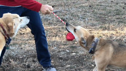 Heart on a String Durable Rubber Dog Tug & Reward Toy