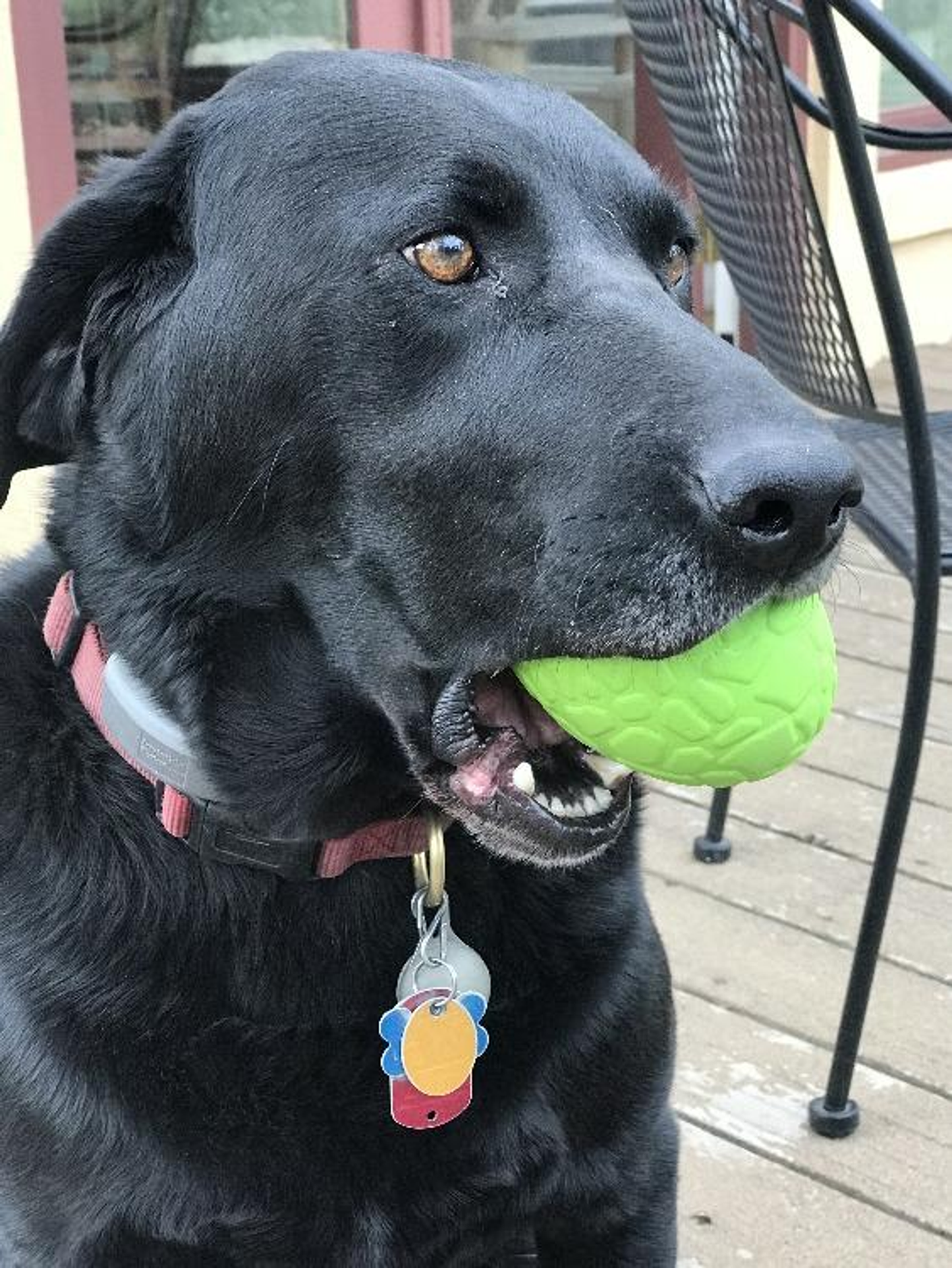SodaPup Dinosaur Egg Dog Chew Toy & Treat Dispenser