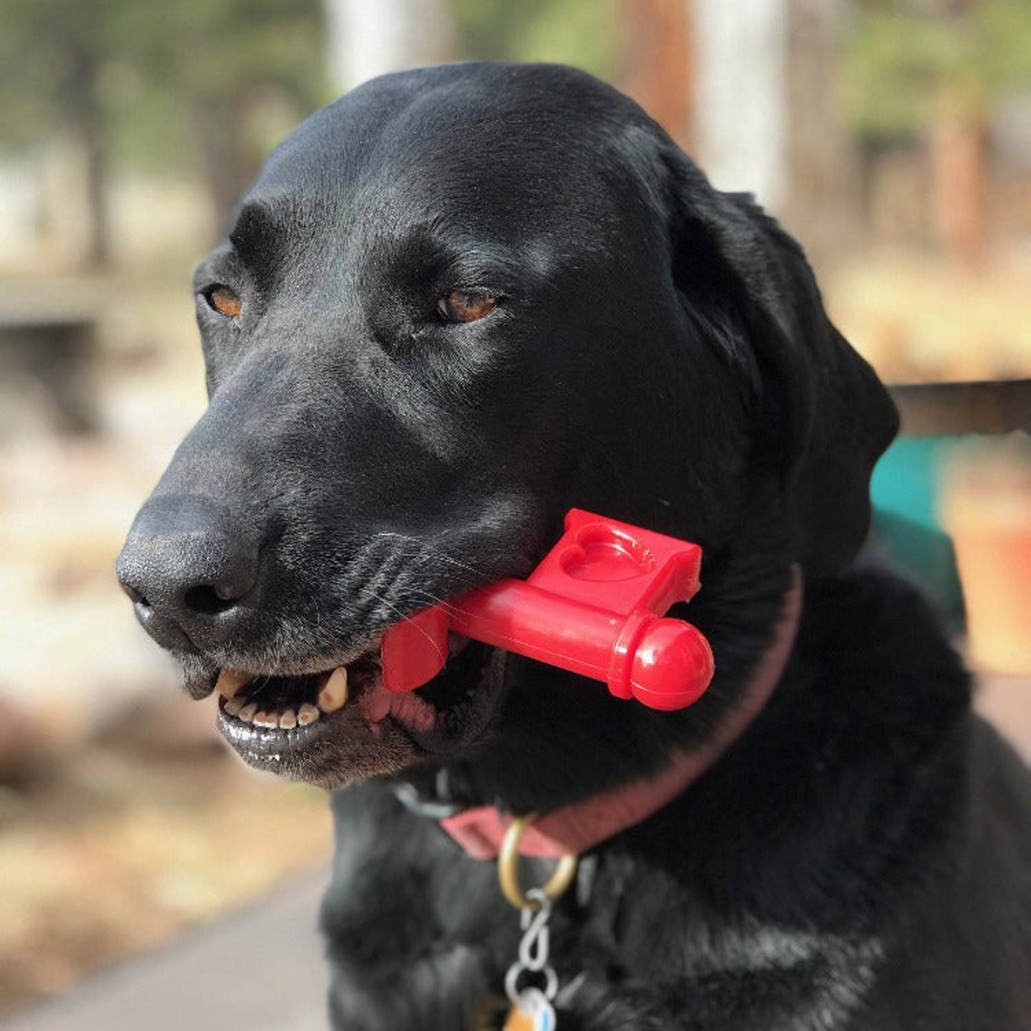 Key to My Heart Nylon Dog Chew Toy