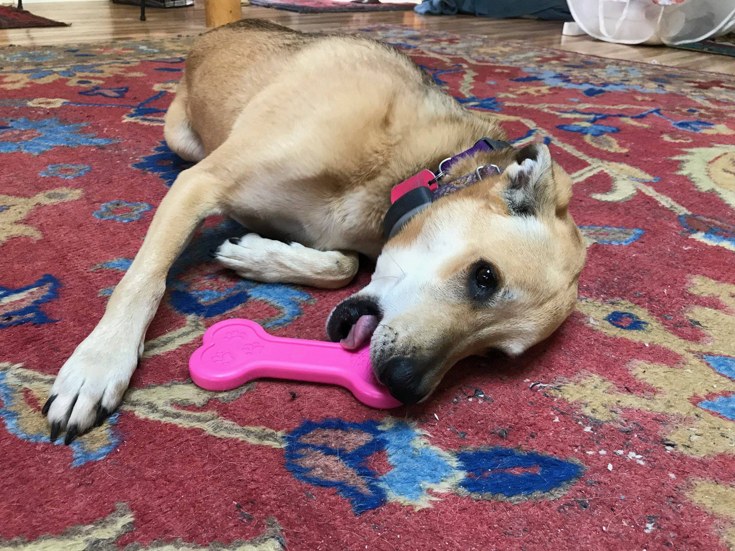 SodaPup MKB Bone Ultra-Durable Nylon Dog Chew Toy