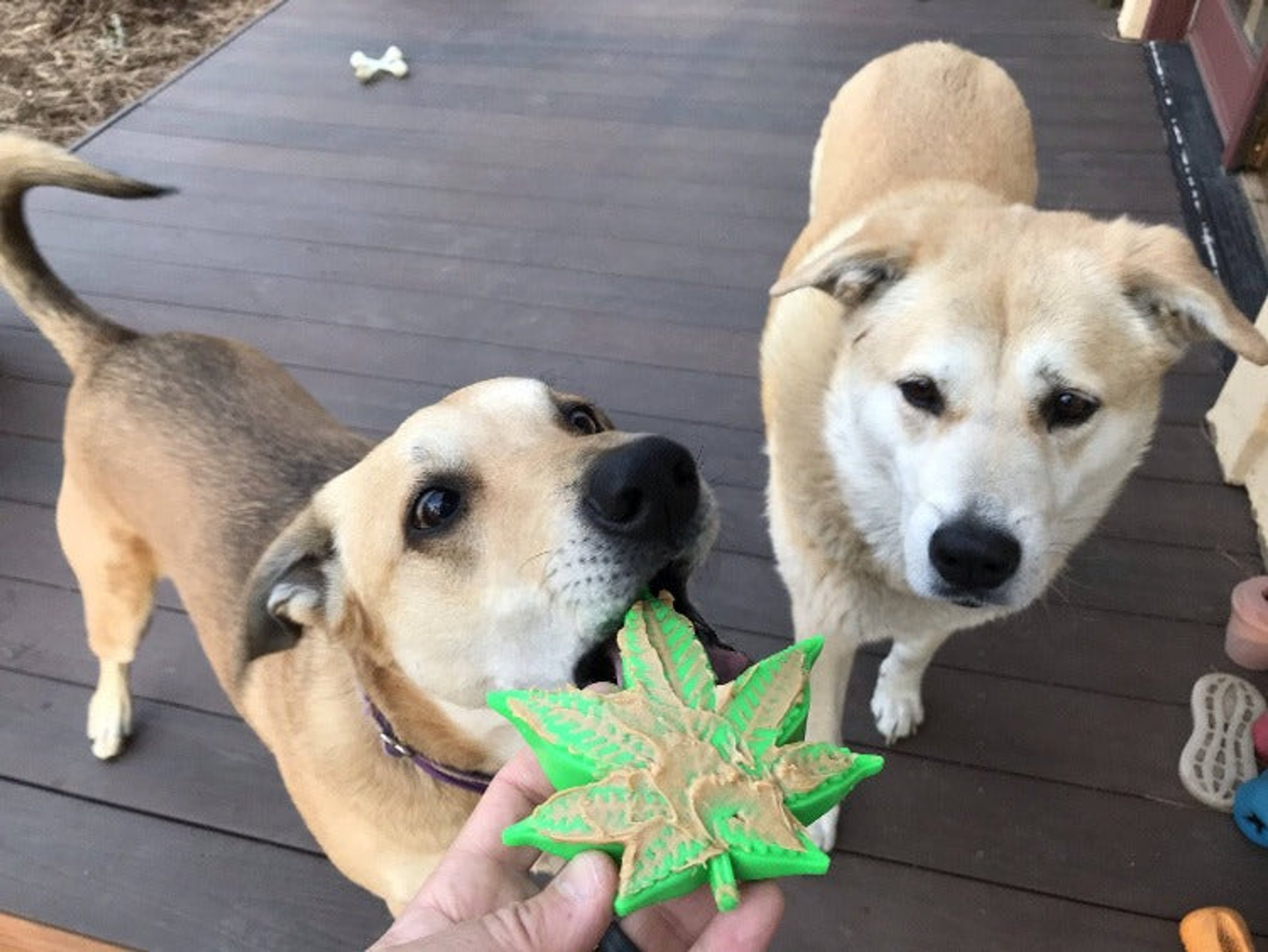 SodaPup Colorado Maple Leaf Nylon Dog Chew Toy