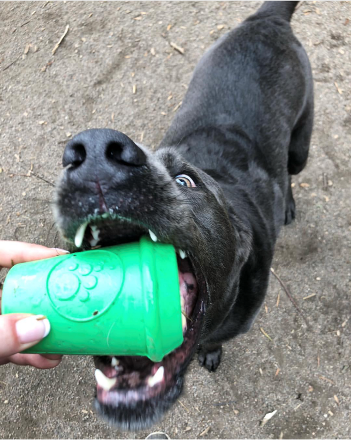 SodaPup Coffee Cup eDispenser Rubber Chew & Treat Toy