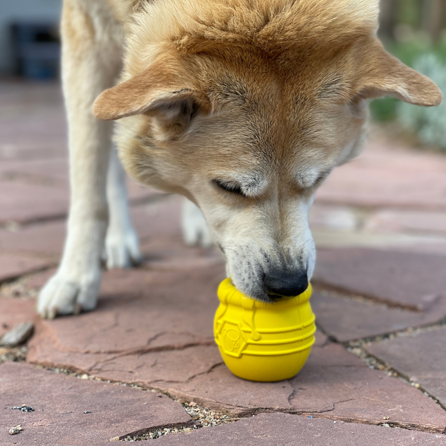 SodaPup Honey Pot Rubber Treat Dispenser & Enrichment Toy