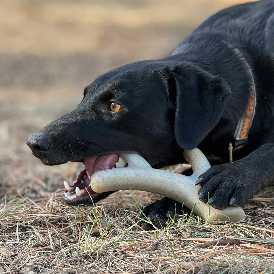 Ever Antler Nylon Chew Bone | Elk Antler Shaped Dog Toy for Aggressive Chewers