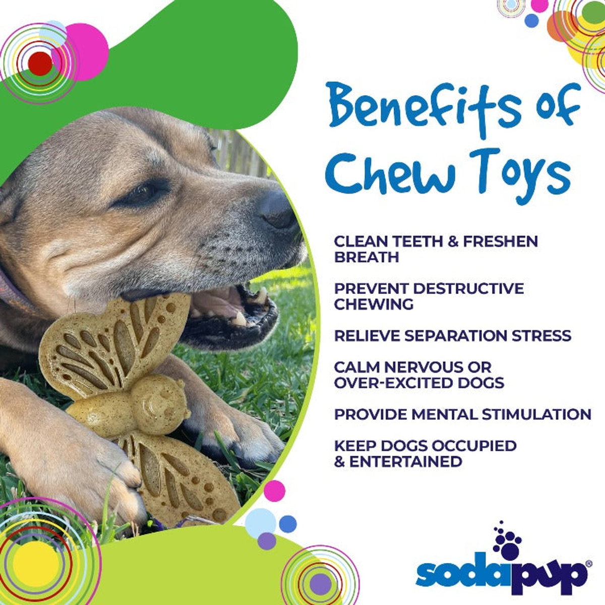 SodaPup Butterfly 2-in-1 Nylon Chew & Enrichment Toy