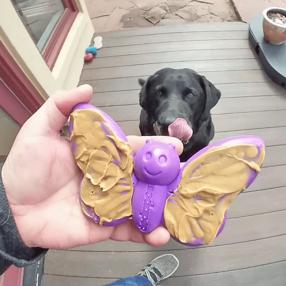 SodaPup Butterfly 2-in-1 Nylon Chew & Enrichment Toy