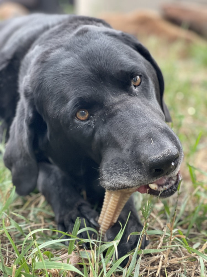 SodaPup Honey Bone Dental Tower Nylon Chew Toy