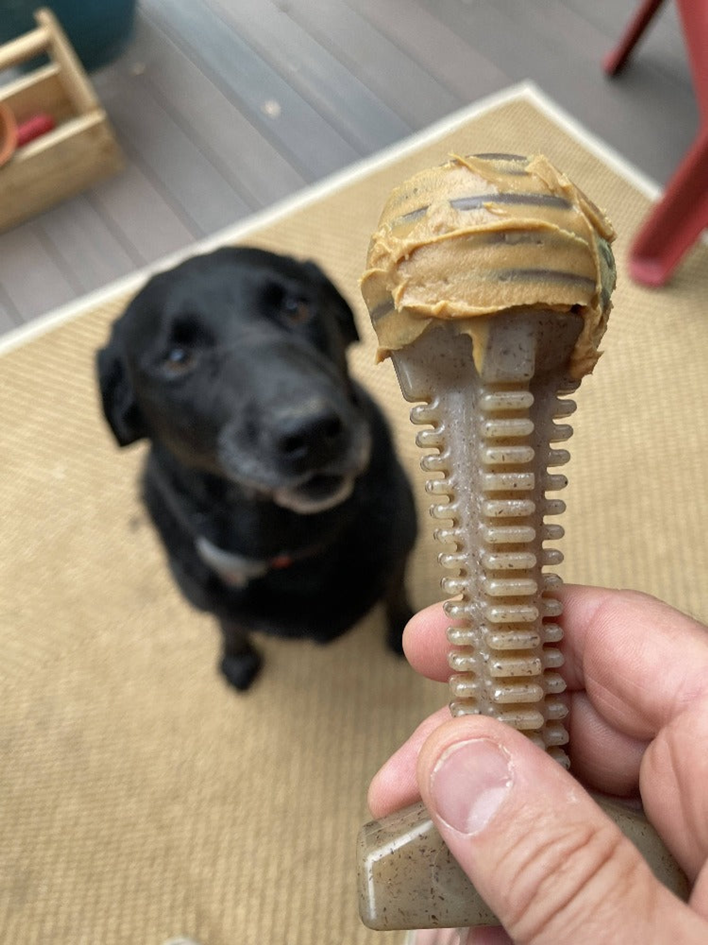 SodaPup Honey Bone Dental Tower Nylon Chew Toy