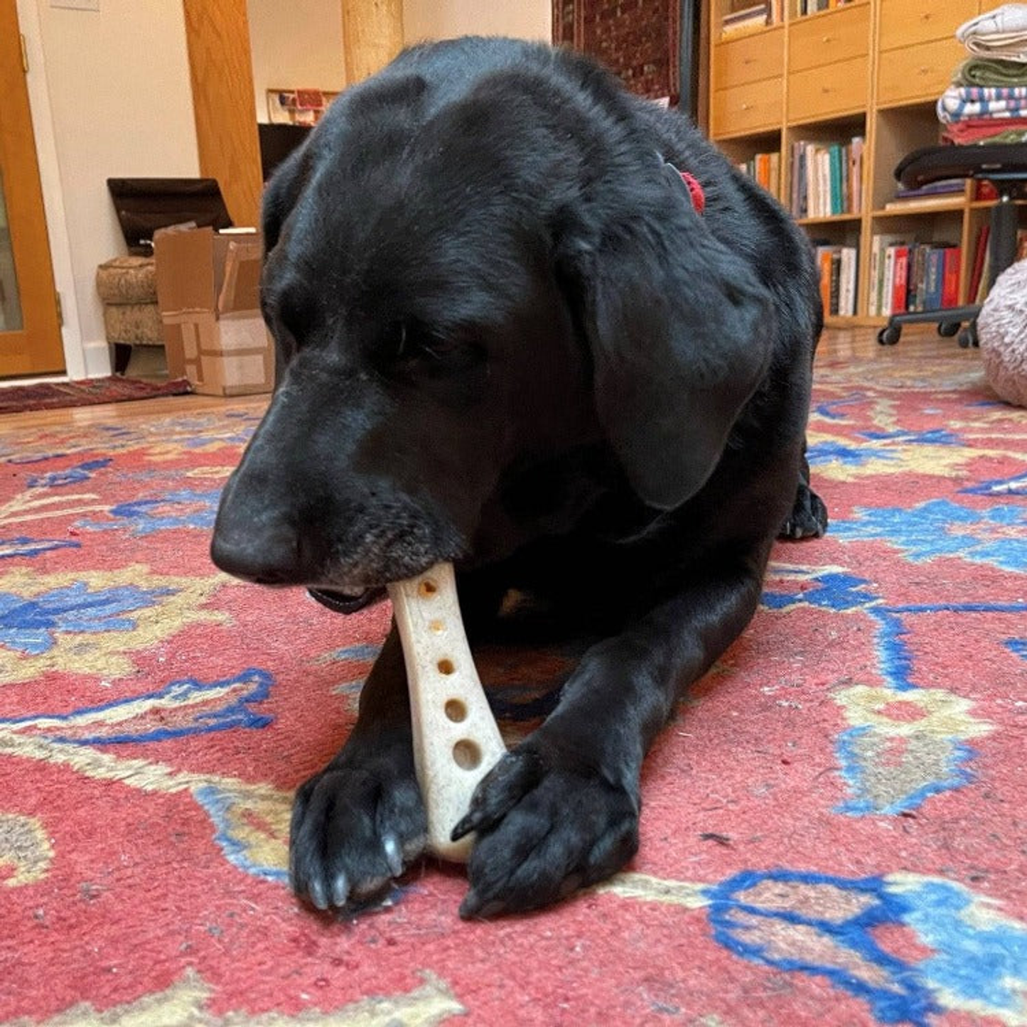 SodaPup MOD Bone Nylon Dog Chew Toy